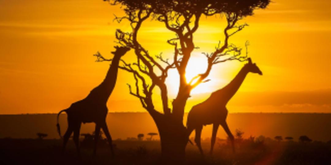 Quick Kenya visa application in Dubai | Green Apple Travel and Tourism